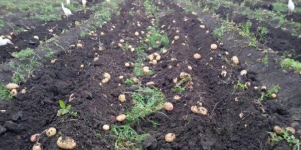 Potatoes - Image 2