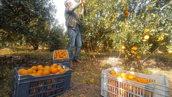 Orange Valencia - Image 6