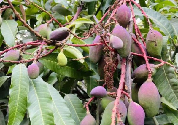 Mango - Image 6