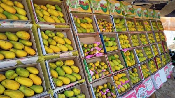 Mango - Image 7