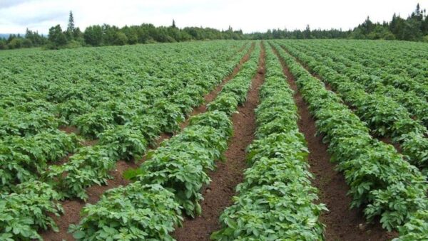 Potatoes - Image 5