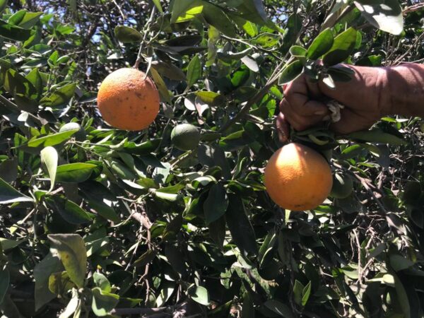 Orange Valencia - Image 5