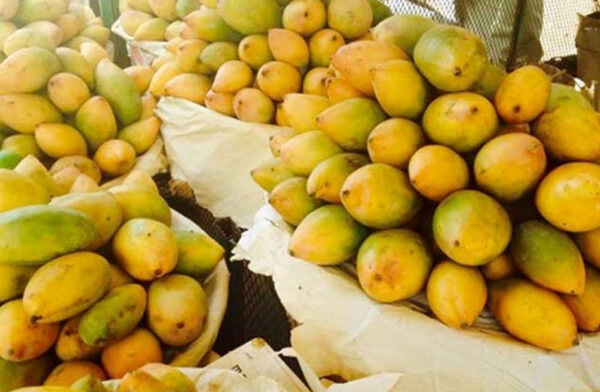 Mango - Image 2