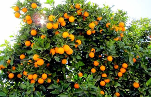 Mandarins - Image 3