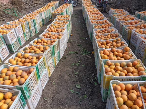 Orange Valencia - Image 7