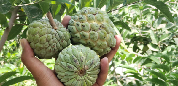 Annona cherimola - Image 3