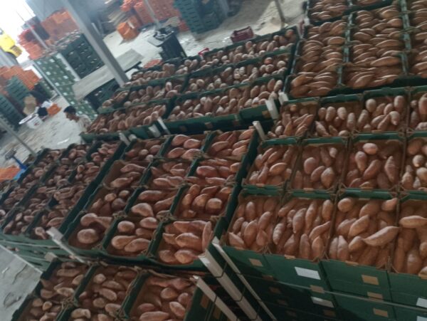 SWEET POTATO