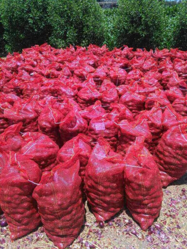 Red Onion - Image 3