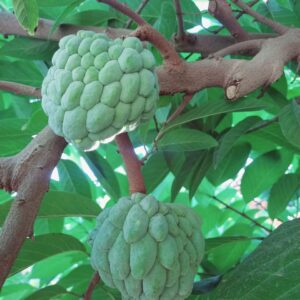 Annona cherimola