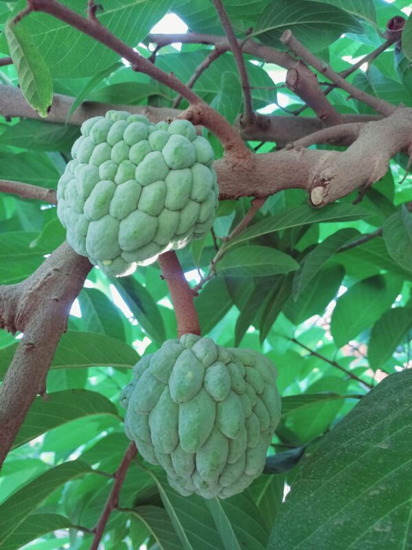 Annona cherimola