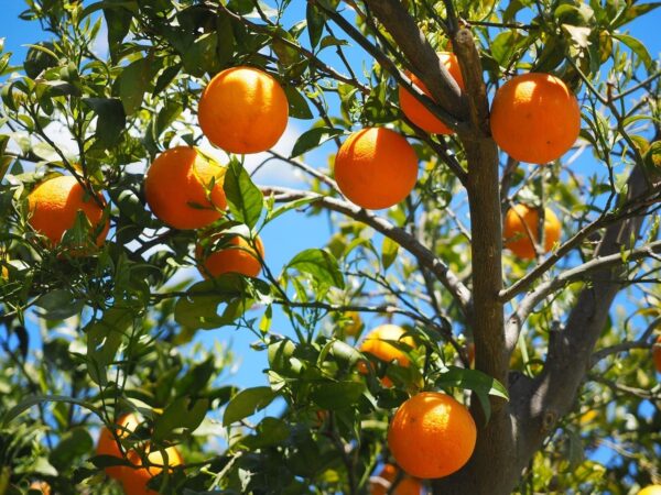 Orange Valencia - Image 8
