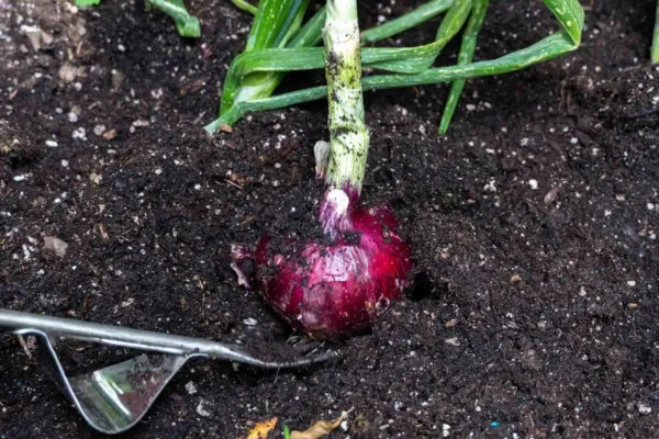 Red Onion - Image 4