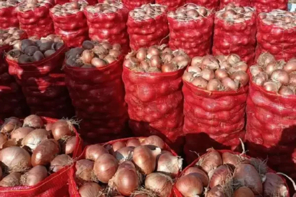 Red Onion - Image 2