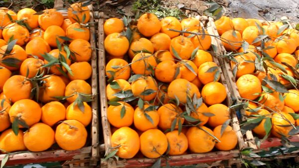 Mandarins - Image 2