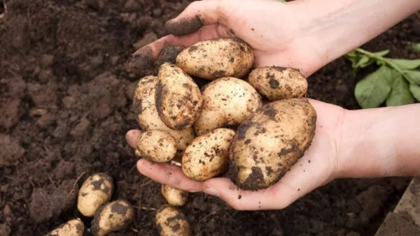 Potatoes - Image 6