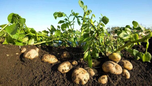 Potatoes - Image 7