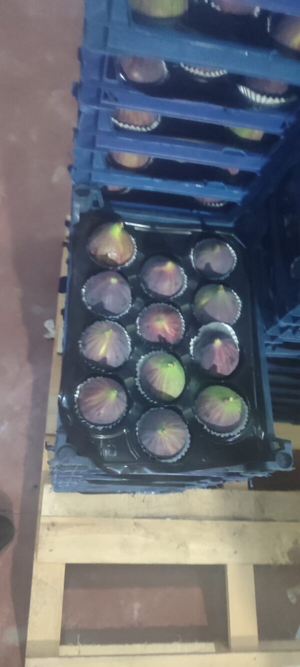 Figs - Image 2