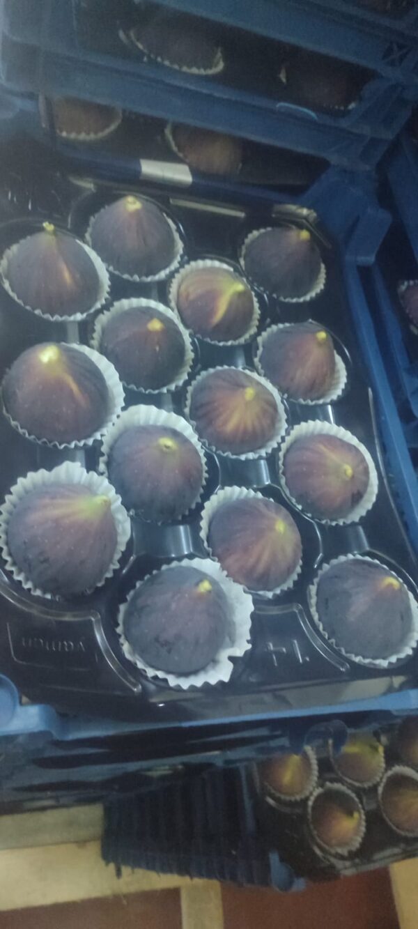 Figs - Image 3
