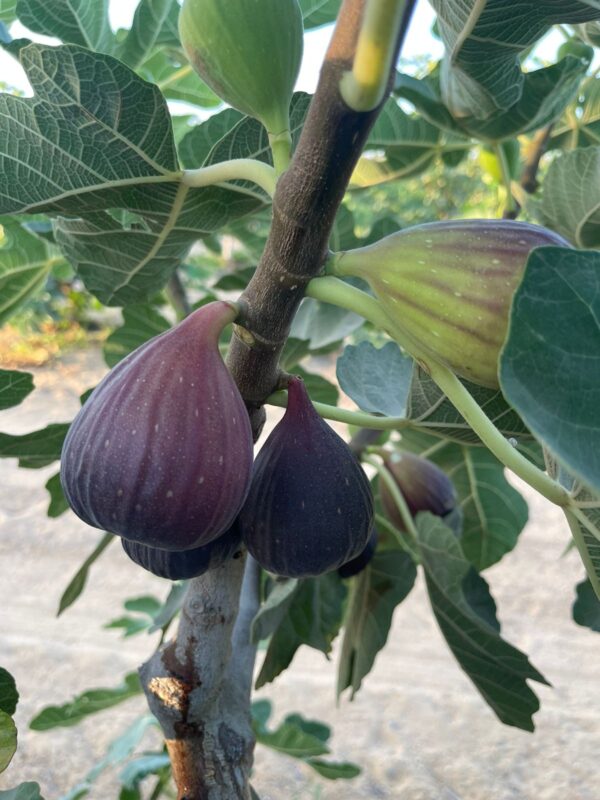 Figs - Image 5