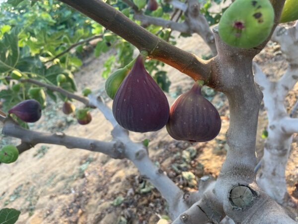 Figs - Image 6