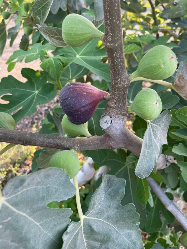 Figs - Image 8