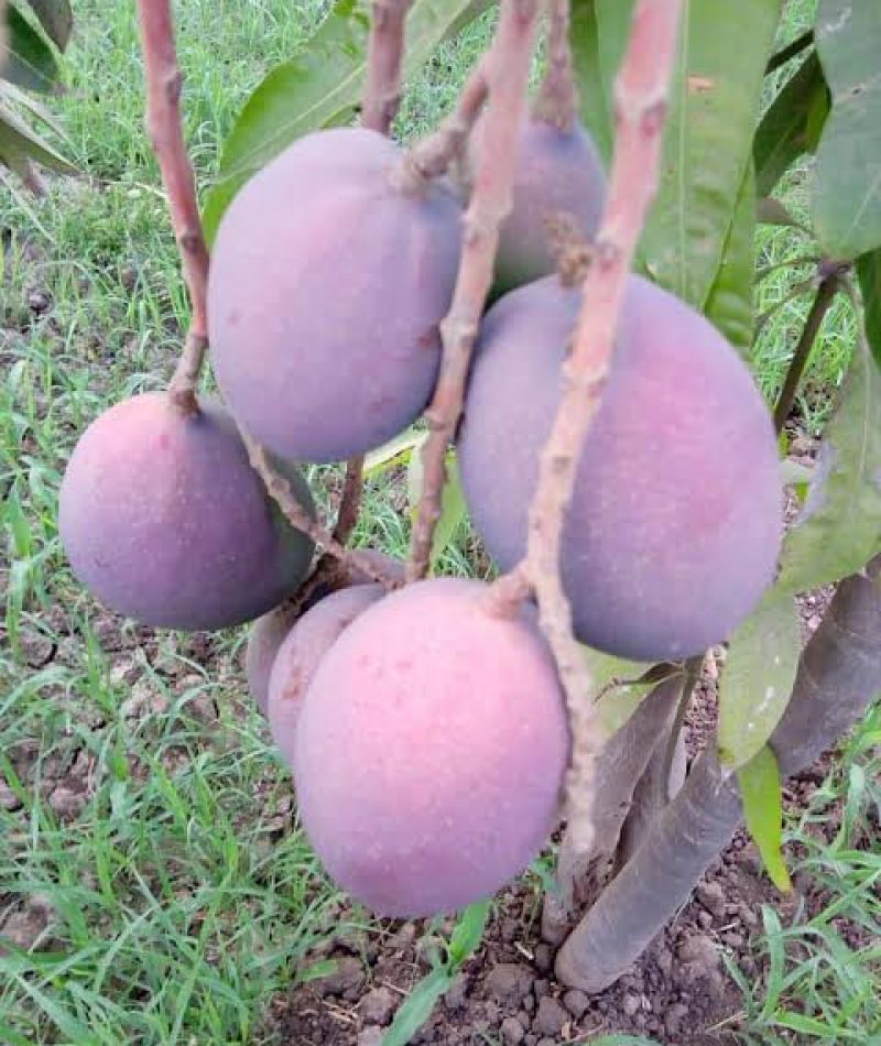 WhatsApp Image 2025-05-27 at 3.27.11 PM (1)